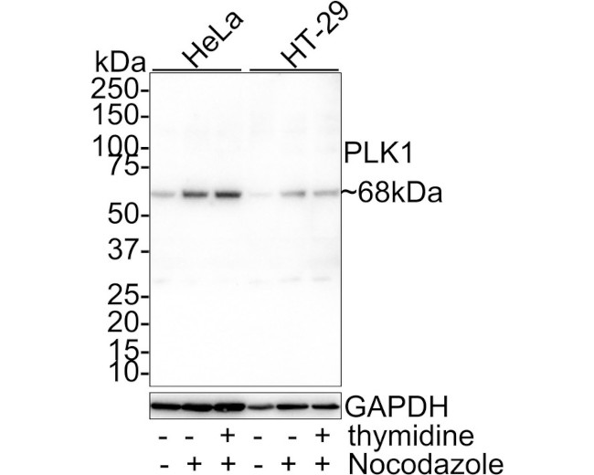 PLK1 Antibody in Western Blot (WB)
