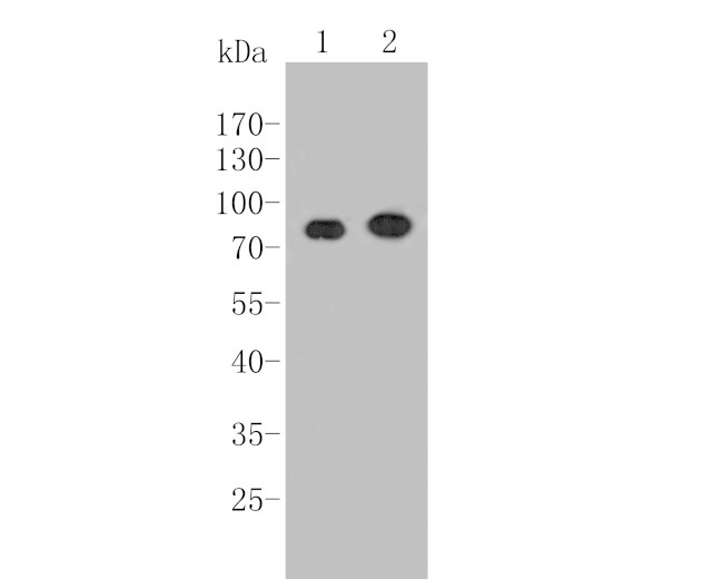 CCNT1 Antibody in Western Blot (WB)