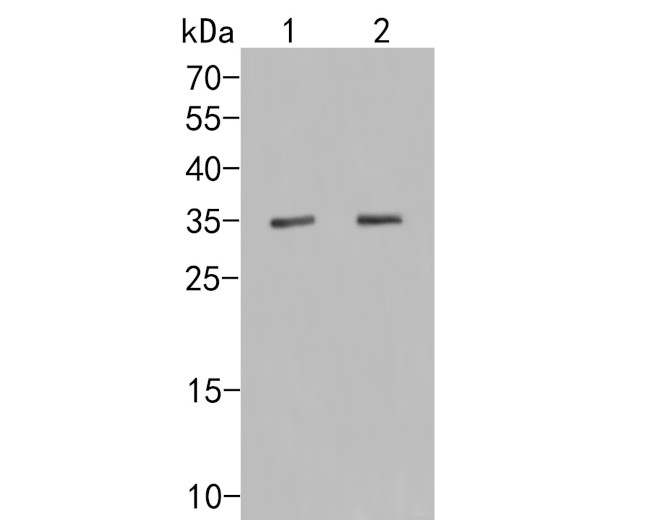 Osteopontin Antibody in Western Blot (WB)