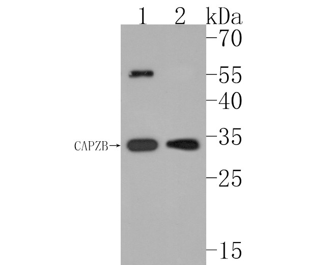 CAPZB Antibody in Western Blot (WB)