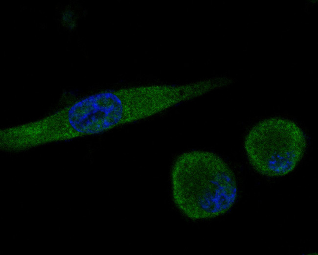 CD166 Antibody in Immunocytochemistry (ICC/IF)
