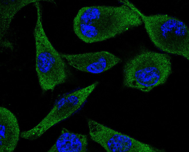 CD166 Antibody in Immunocytochemistry (ICC/IF)