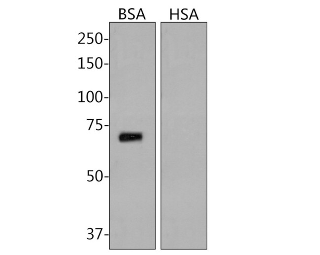 BSA Antibody in Western Blot (WB)