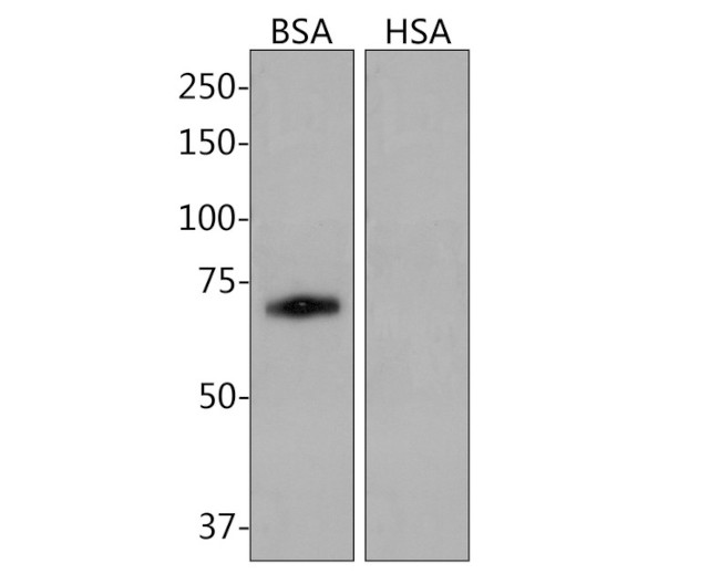 BSA Antibody in Western Blot (WB)