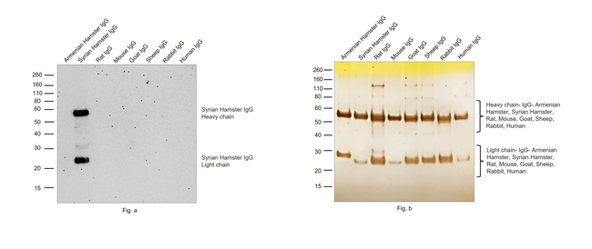 Syrian Hamster IgG (H+L) Cross-Adsorbed Secondary Antibody in Western Blot (WB)