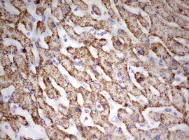 HADH Antibody in Immunohistochemistry (Paraffin) (IHC (P))