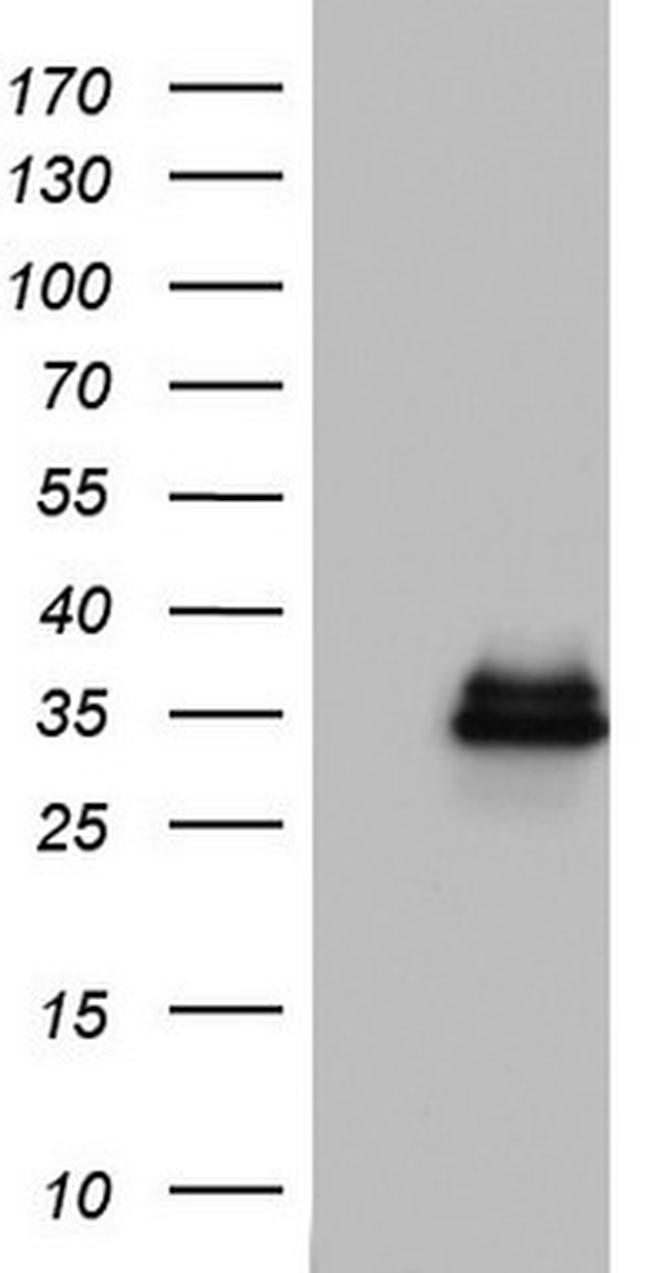 HADH Antibody in Western Blot (WB)
