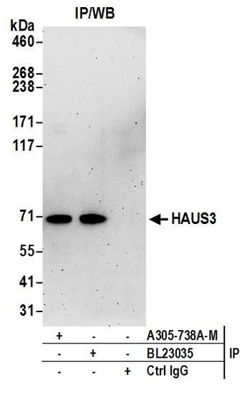 HAUS3 Antibody in Immunoprecipitation (IP)