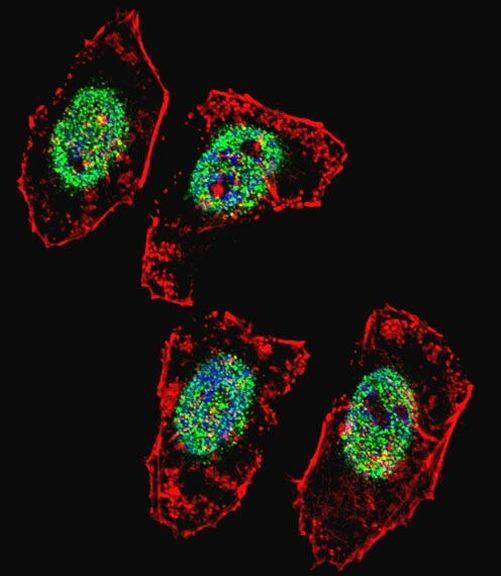 MYST2 Antibody in Immunocytochemistry (ICC/IF)