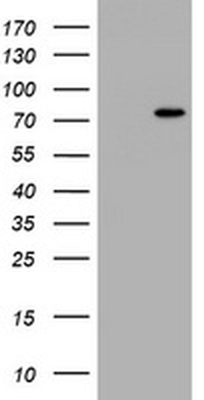 HBS1L Antibody in Western Blot (WB)