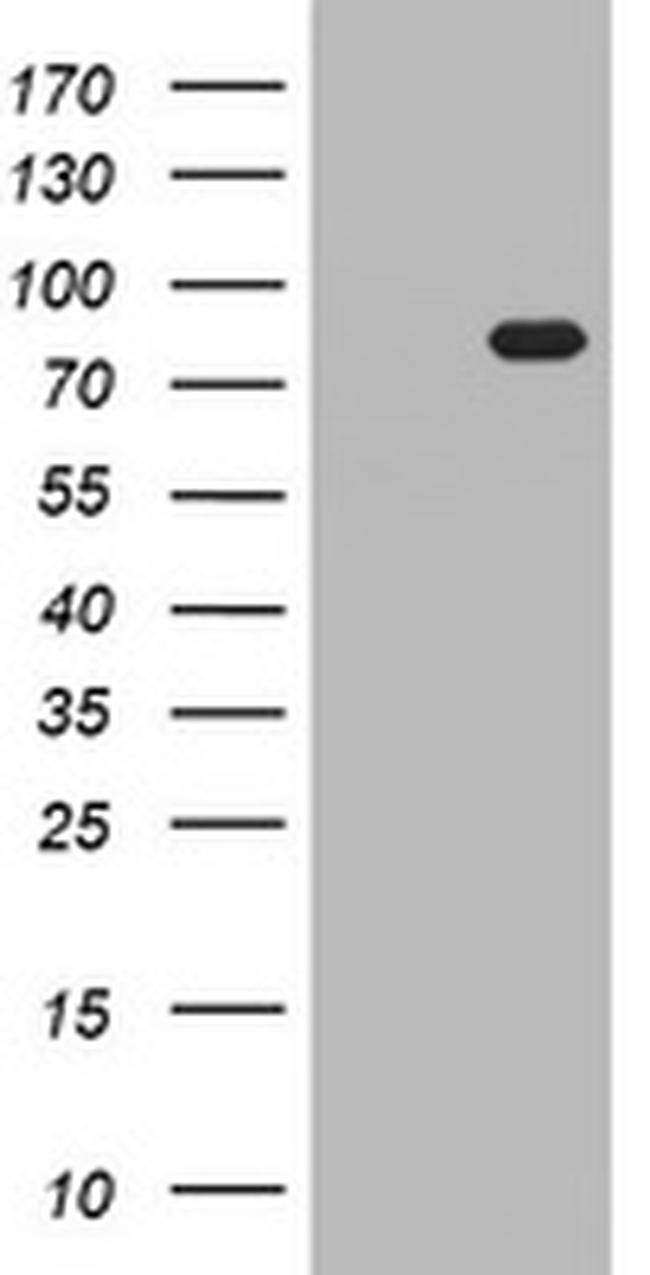 HBS1L Antibody in Western Blot (WB)