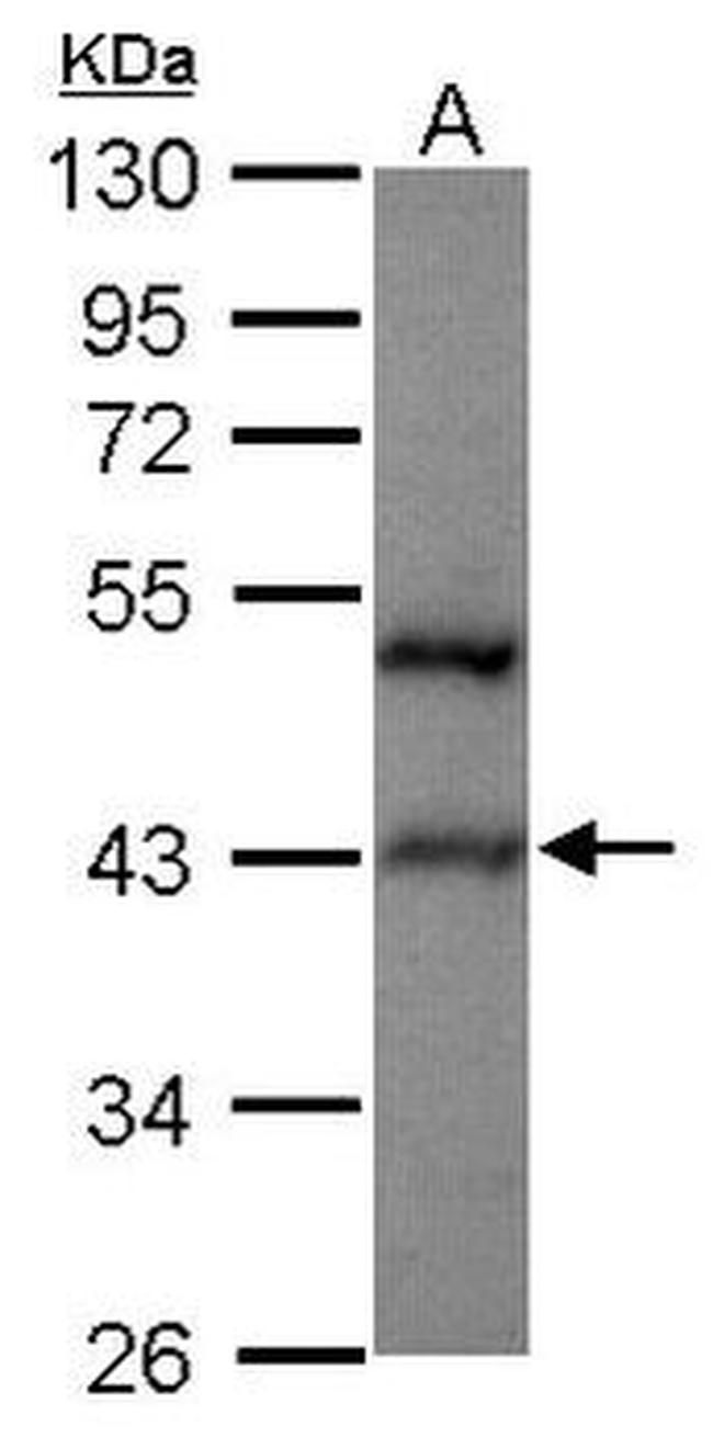 HCFC2 Antibody in Western Blot (WB)