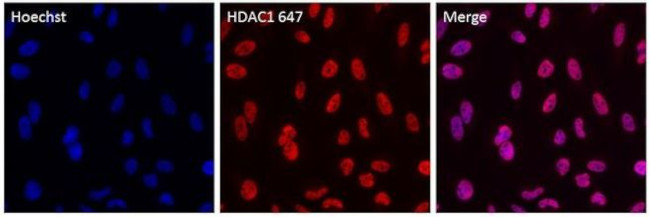 HDAC1 Antibody in Immunocytochemistry (ICC/IF)