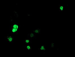 HDAC1 Antibody in Immunocytochemistry (ICC/IF)