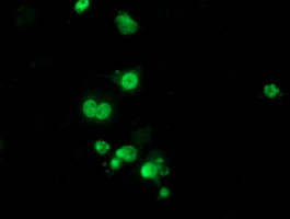 HDAC1 Antibody in Immunocytochemistry (ICC/IF)