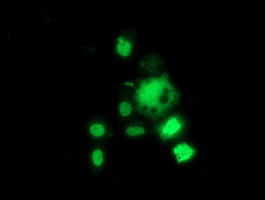 HDAC1 Antibody in Immunocytochemistry (ICC/IF)