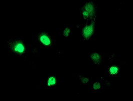 HDAC1 Antibody in Immunocytochemistry (ICC/IF)