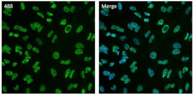 HDAC2 Antibody in Immunocytochemistry (ICC/IF)