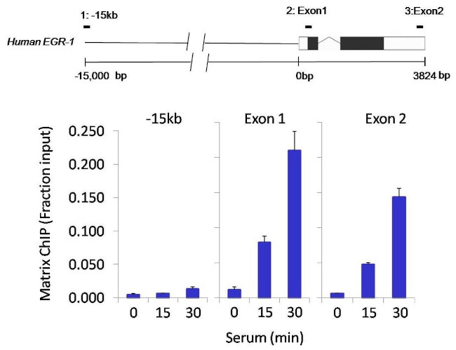Phospho-HDAC4/HDAC5/HDAC7 (Ser246, Ser259, Ser155) Antibody in ChIP Assay (ChIP)