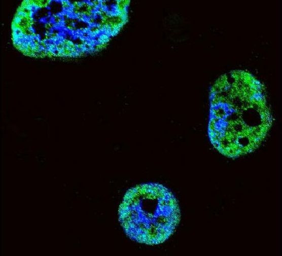 HDGF Antibody in Immunocytochemistry (ICC/IF)