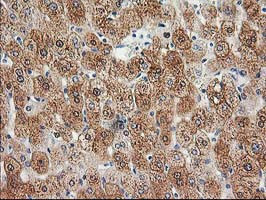 HDHD2 Antibody in Immunohistochemistry (Paraffin) (IHC (P))