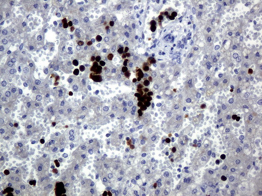 HEMGN Antibody in Immunohistochemistry (Paraffin) (IHC (P))