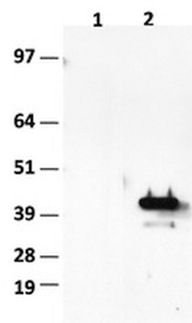 HES1 Antibody in Western Blot (WB)