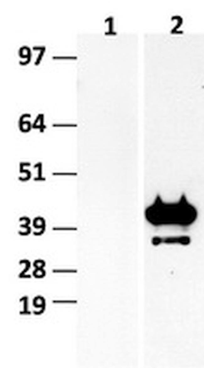 HES1 Antibody in Western Blot (WB)