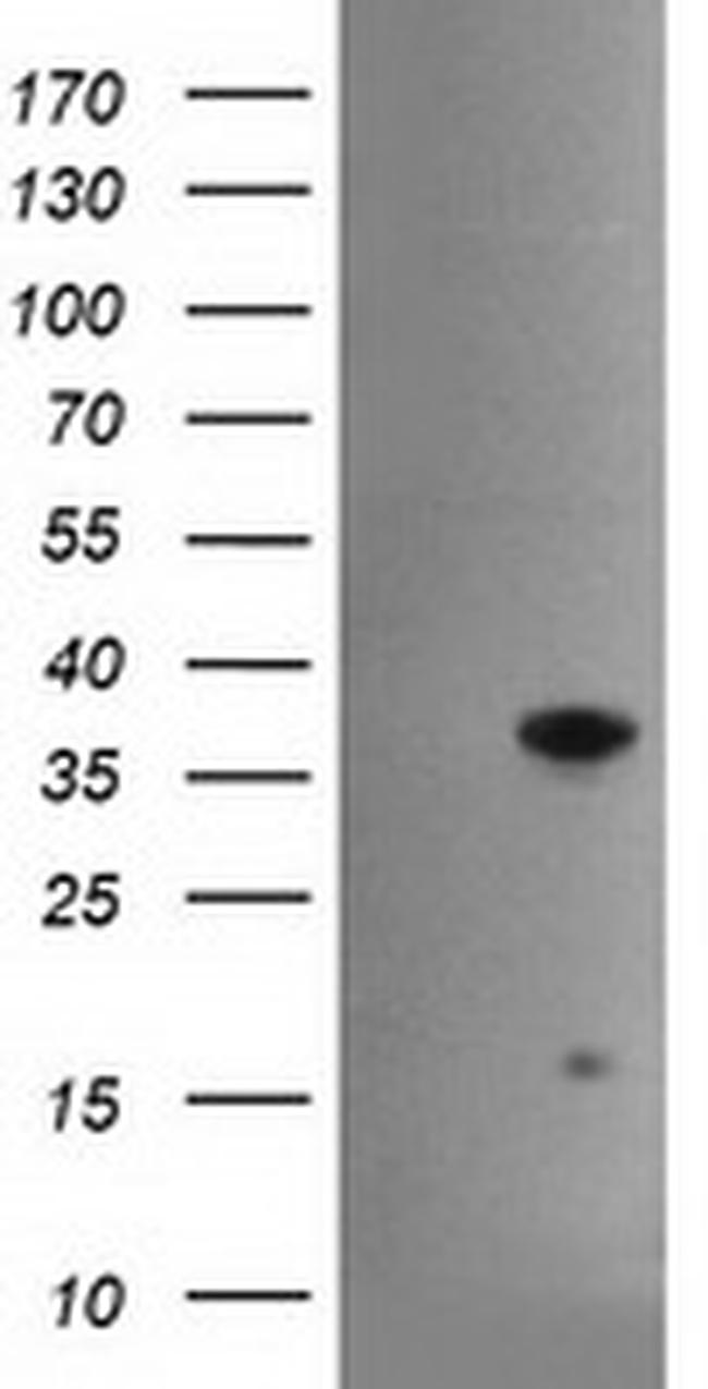 HES1 Antibody in Western Blot (WB)
