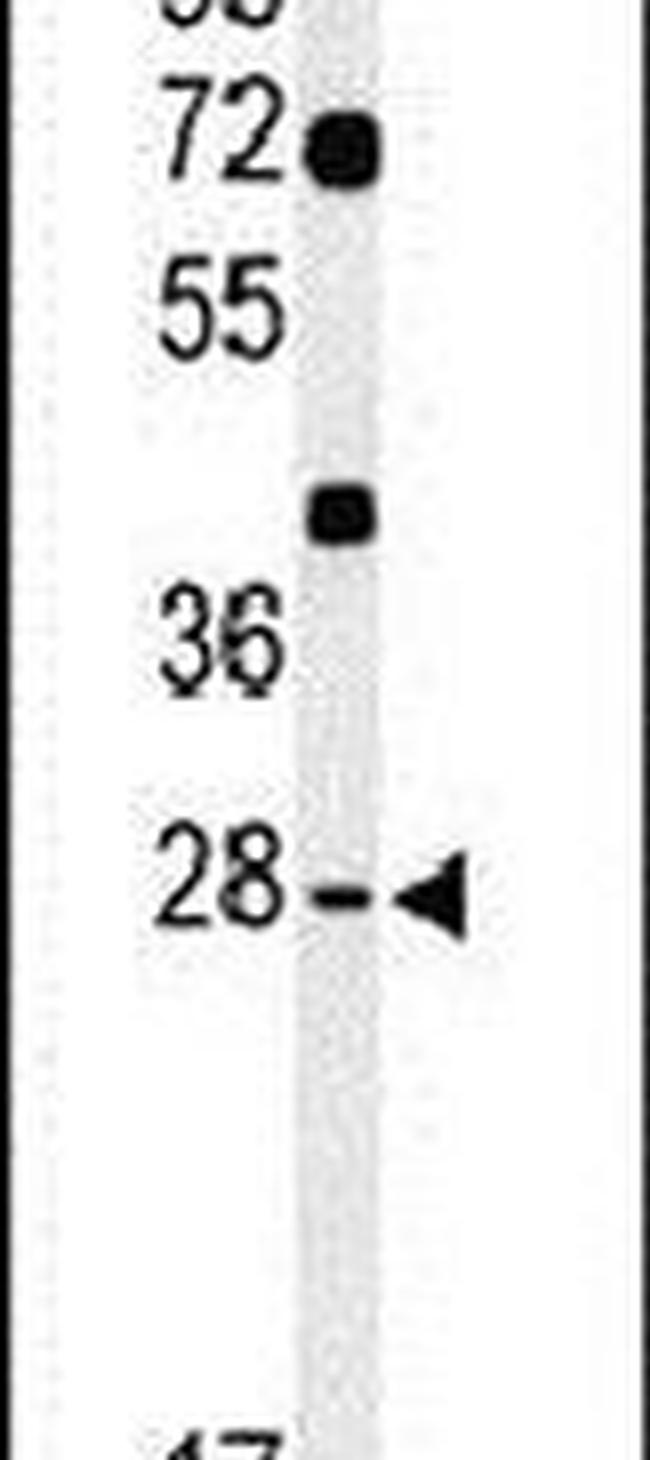 HES7 Antibody in Western Blot (WB)