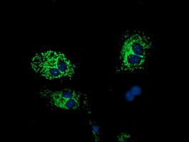 HIBCH Antibody in Immunocytochemistry (ICC/IF)