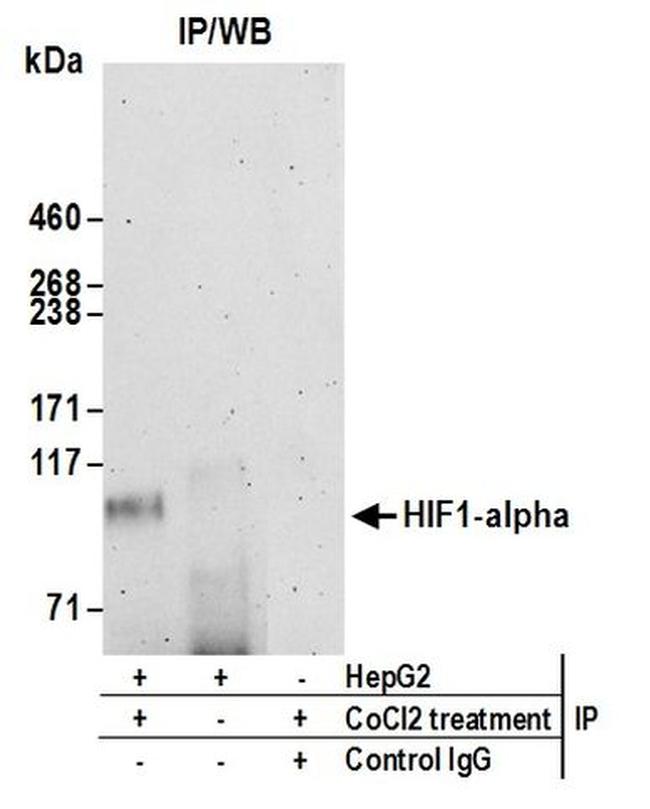 HIF1-alpha Antibody in Western Blot (WB)