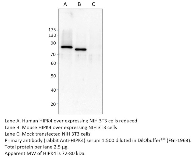 HIPK4 Antibody in Western Blot (WB)