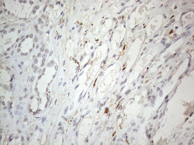 HIST1H2BA Antibody in Immunohistochemistry (Paraffin) (IHC (P))
