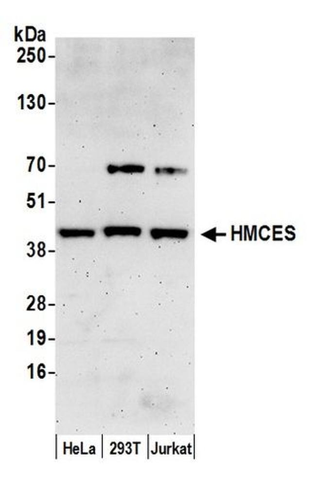 HMCES Antibody in Western Blot (WB)