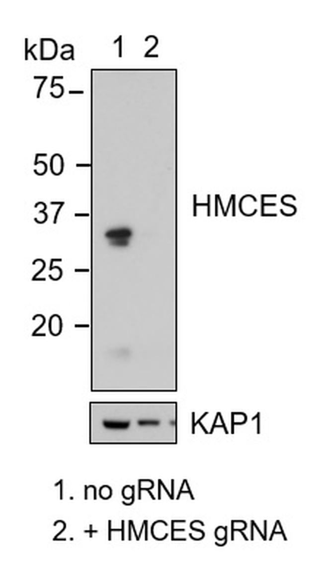 HMCES Antibody in Western Blot (WB)
