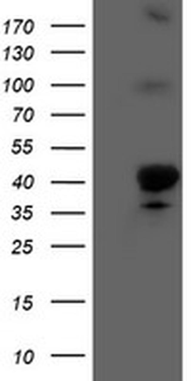 HMOX2 Antibody in Western Blot (WB)