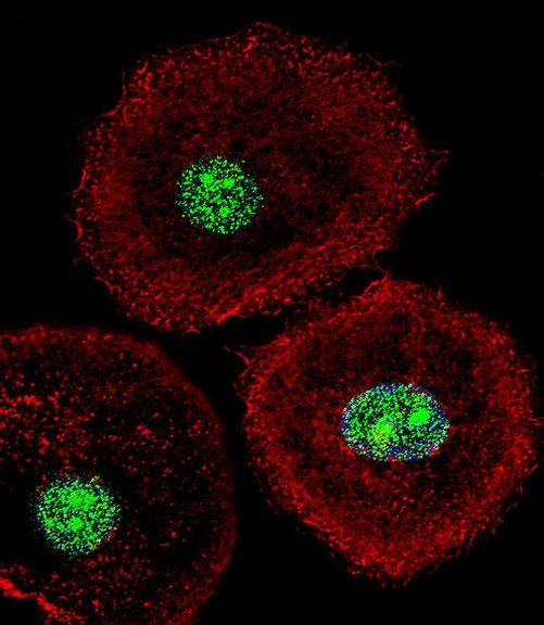 hnRNP AB Antibody in Immunocytochemistry (ICC/IF)