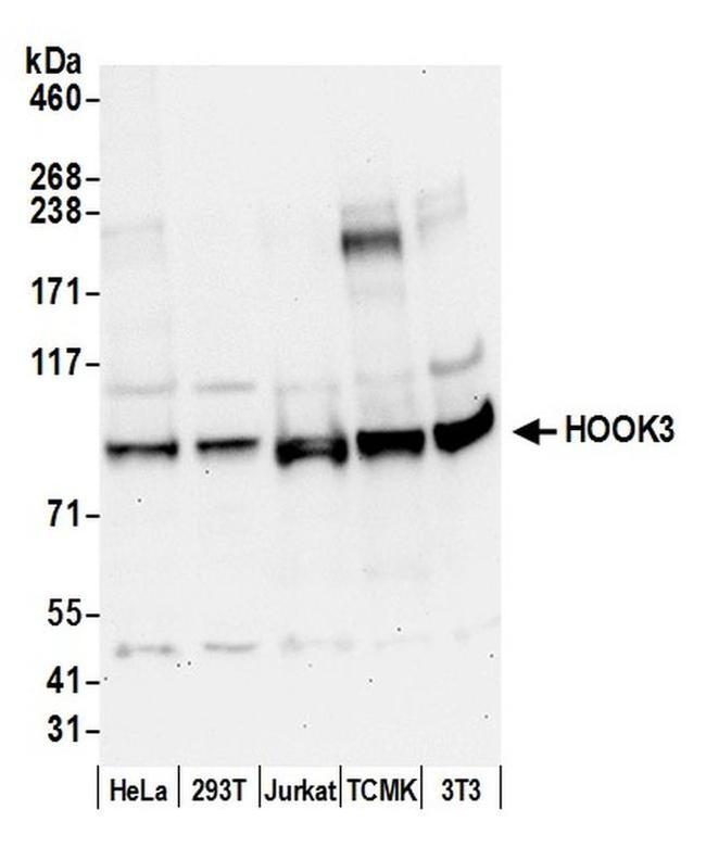 HOOK3 Antibody in Western Blot (WB)