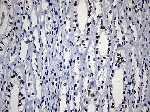 HOXD8 Antibody in Immunohistochemistry (Paraffin) (IHC (P))