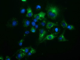 HP Antibody in Immunocytochemistry (ICC/IF)