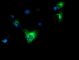 HP Antibody in Immunocytochemistry (ICC/IF)