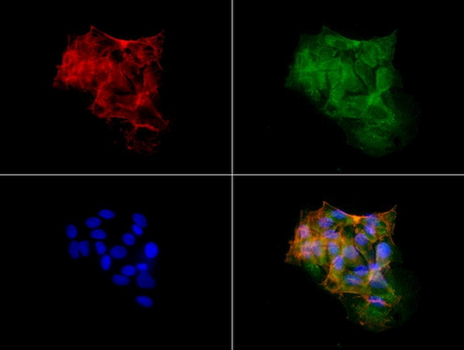 HP Antibody in Immunocytochemistry (ICC/IF)