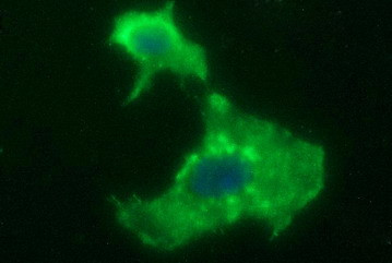 HPRT1 Antibody in Immunocytochemistry (ICC/IF)