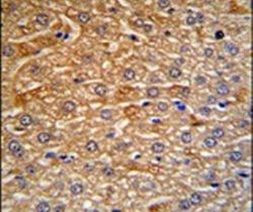 HRG Antibody in Immunohistochemistry (IHC)