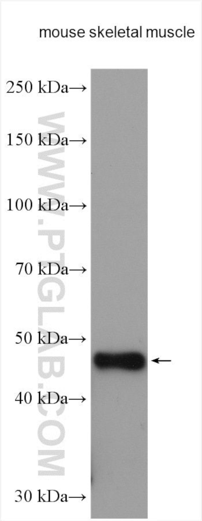 TRIM39 Antibody in Western Blot (WB)