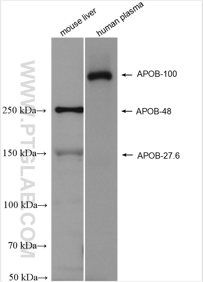 APOB Antibody in Western Blot (WB)