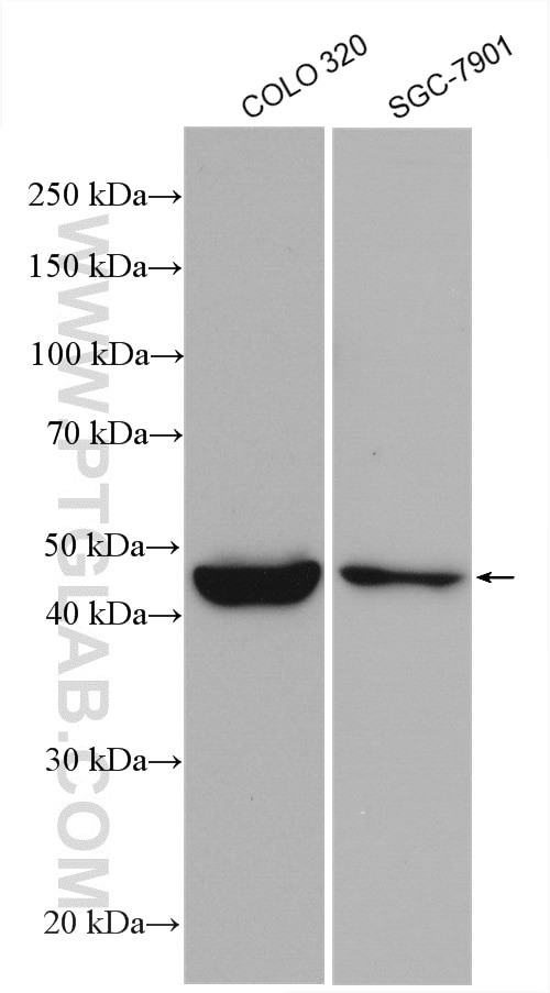TNFSF18 Antibody in Western Blot (WB)