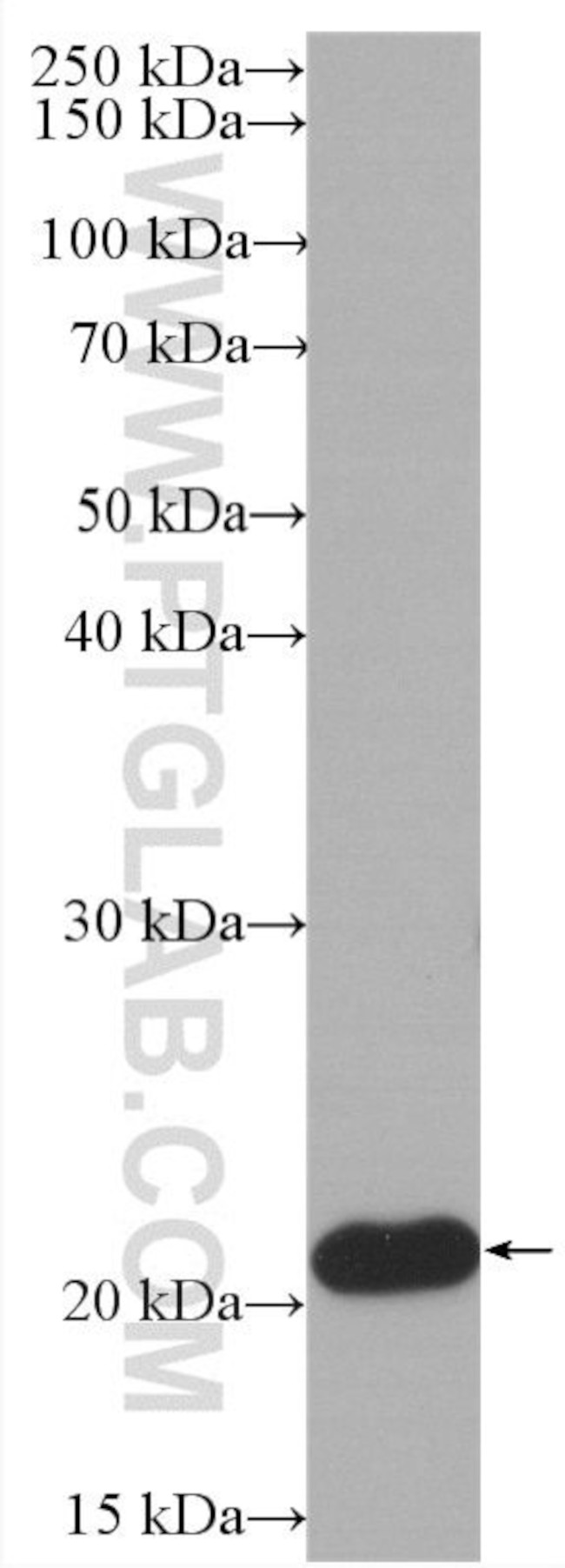 BID Antibody in Western Blot (WB)