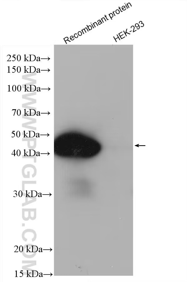 HA Tag Antibody in Western Blot (WB)